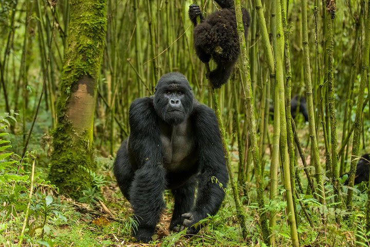 1 Day Rwanda Gorilla Trekking Tour  image