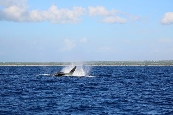 Wake Up With the Whales Cruise image