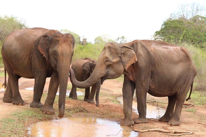 Sri lanka Wildlife Tour image