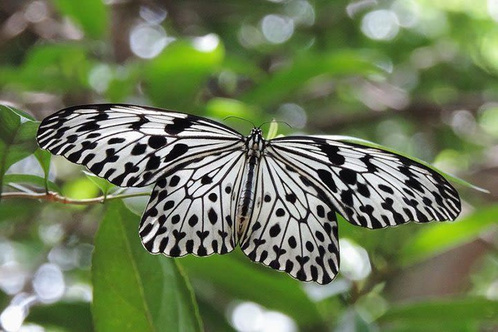 Short Tours in Sinharaja Rain Forest image