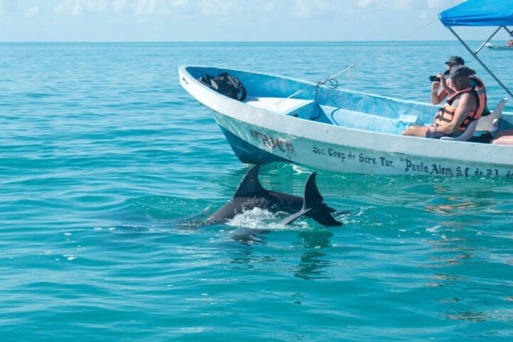 Zanzibar Dolphin Watching Half-Day Trip image