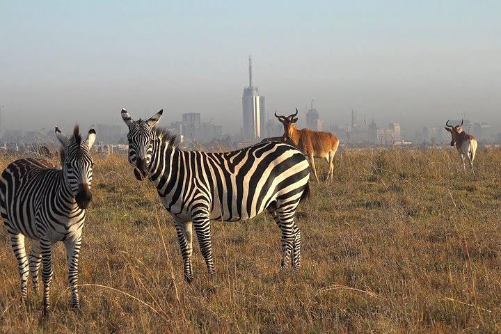 Early Morning Half Day Mini Safari To Nairobi National Park image