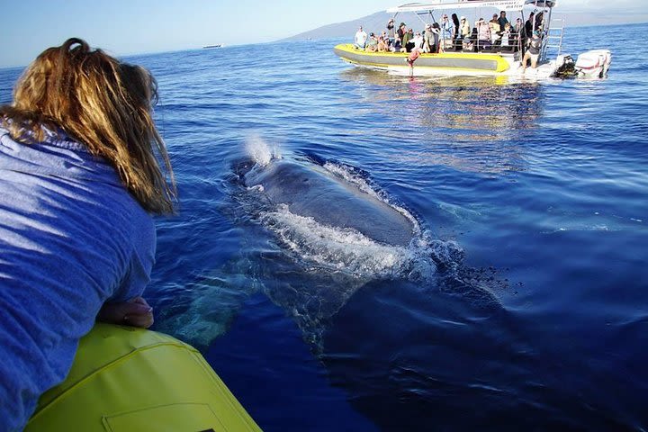 Sunrise Special 1.5 Hour Whale Watch Tour from Lahaina Harbor image