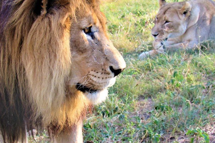 Full-Day Kruger National Park Safari image