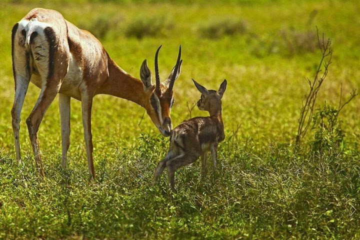 3 Days/2 Nights Amboseli National Park Safari image