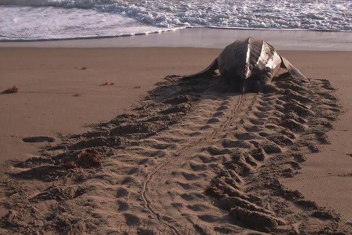 Nighttime Sea Turtle Watching image