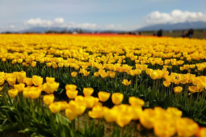 Skagit Valley Tulip Festival and Deception Pass - Private Luxury Day Tour image