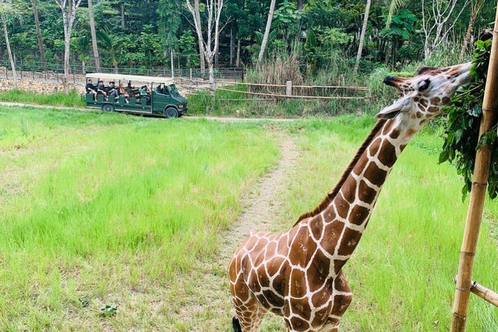 Cebu Safari Journeys  image