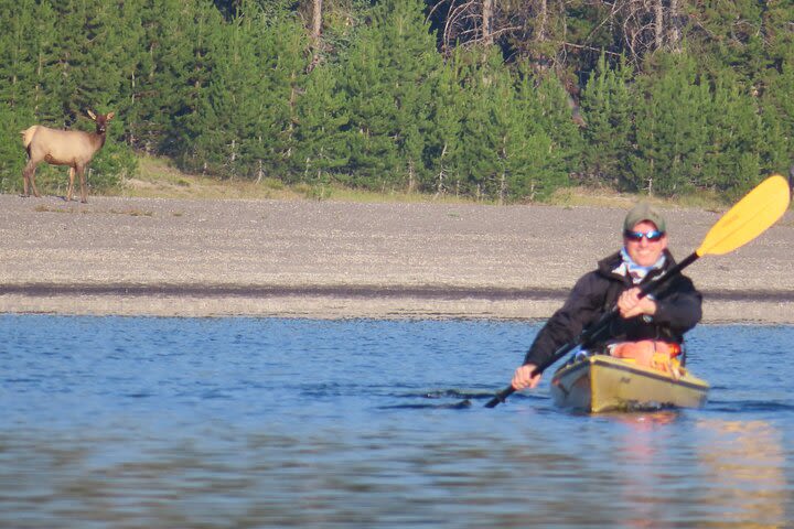 4-Hour Morning Sea Kayak on Yellowstone Lake with Lunch image