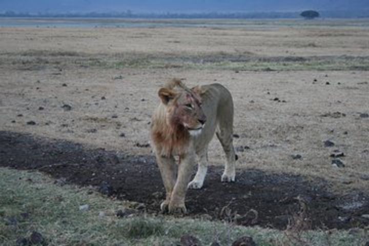 Day trip safari from Mwanza to Serengeti image