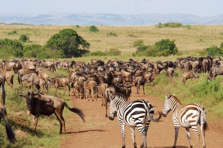 4 Days Great Migration Masai Mara Safari, Kenya image