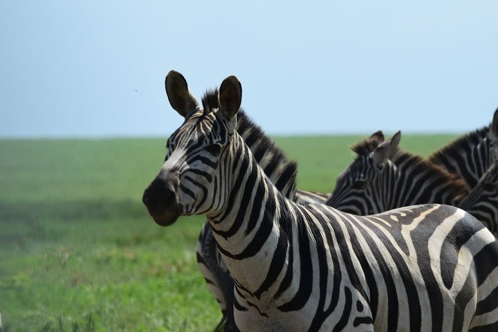 Private Day trip toTarangire National Park from Arusha Town image