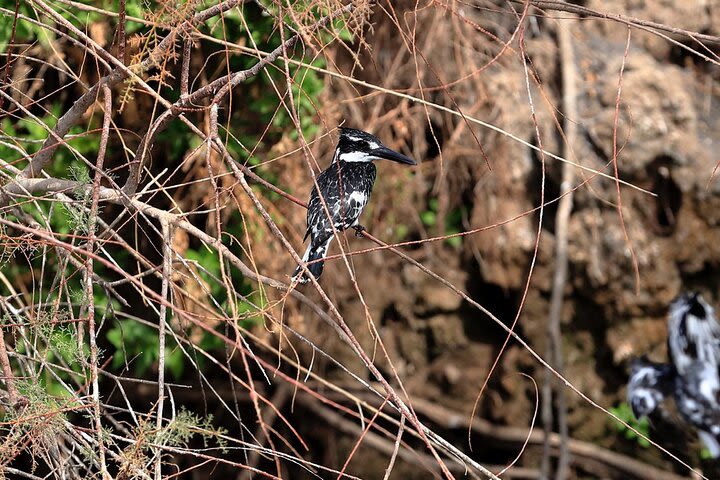 Private Half-Day Bird Watching Tour in Aswan image