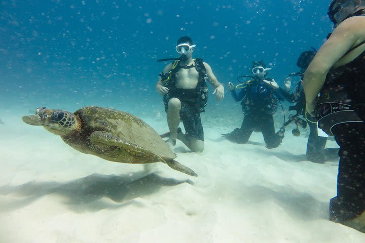 Discover Scuba Diving from Waikiki image