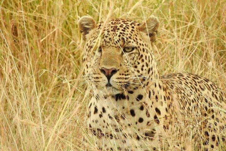 3day-Silver Spark Safaris Adventure and Game drive Maasai Mara National Park  image