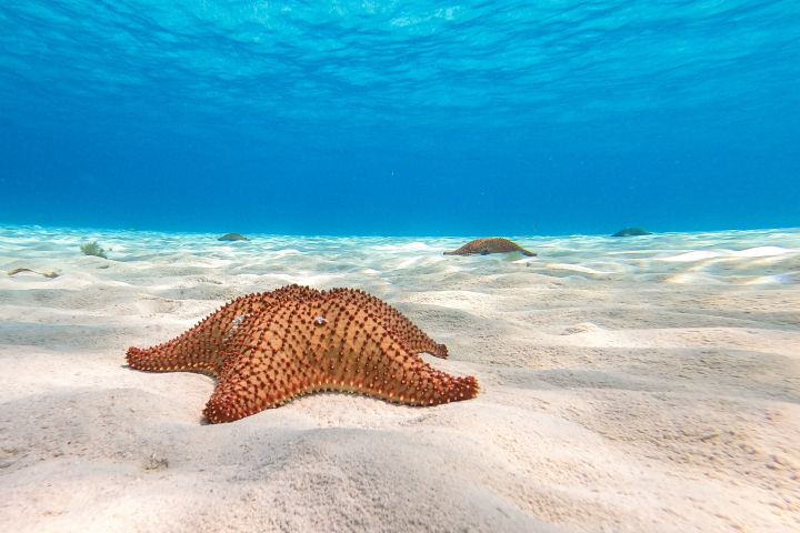 Cozumel Snorkeling Tour image