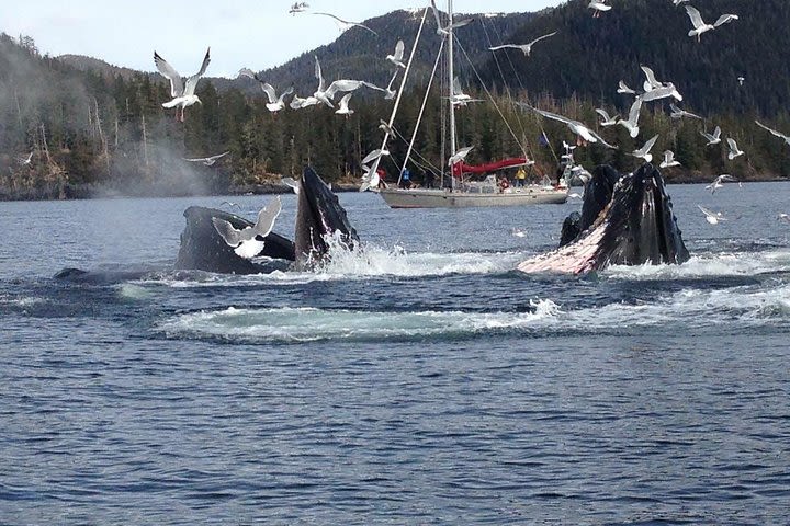 Sitka Super Saver: Whale-Watching Cruise and City Sightseeing Tour image