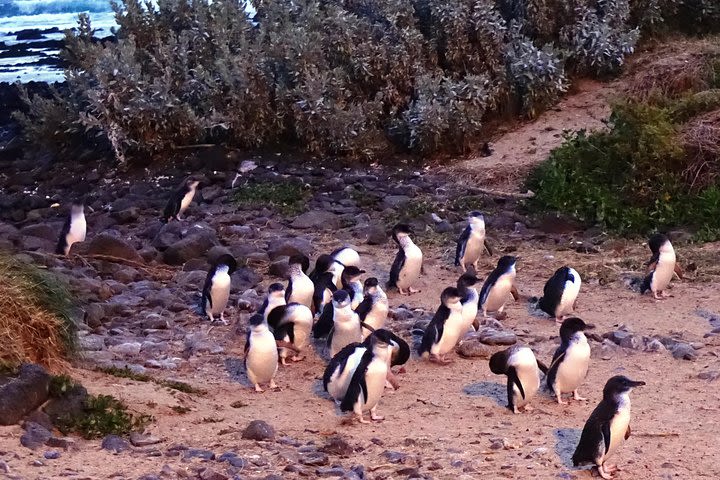 Phillip Island Private Experience image