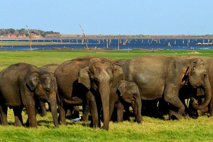 Minneriya Elephant Safari Tour image