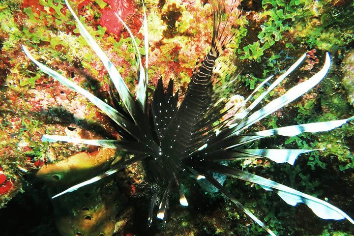 Reef Snorkeling Experience in Puerto Morelos image