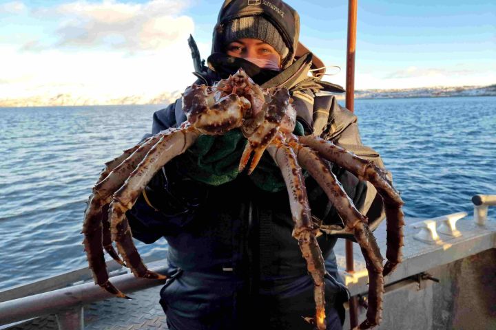 From Alta: King Crab Excursion without Meal image