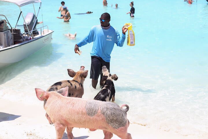 Eleuthera Swimming Pigs - Small Group image