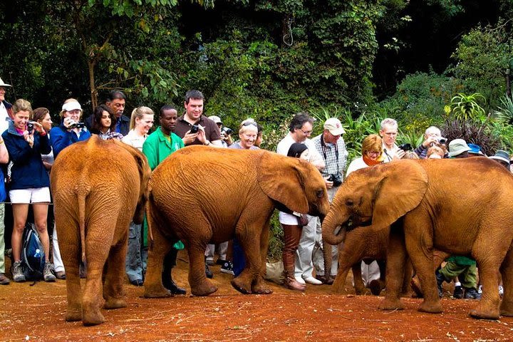 David Sheldrick Elephant Orphanage Half-Day Tour from Nairobi image