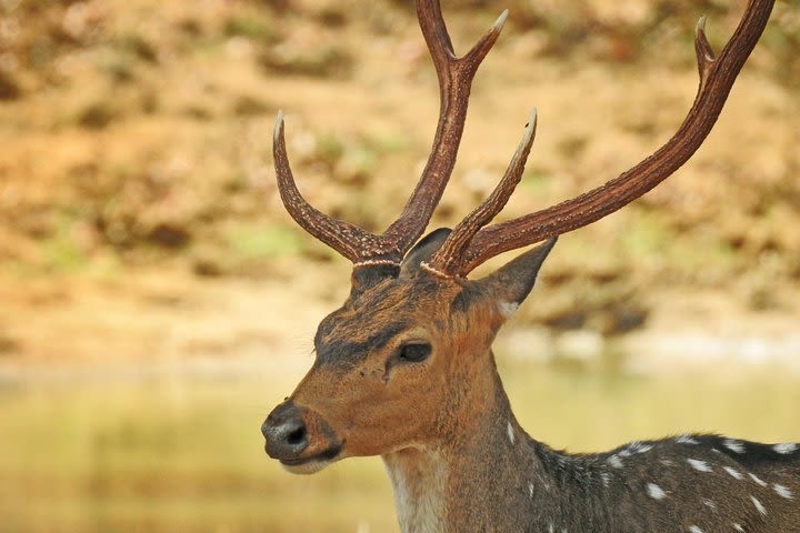 Yala National Park Safari image