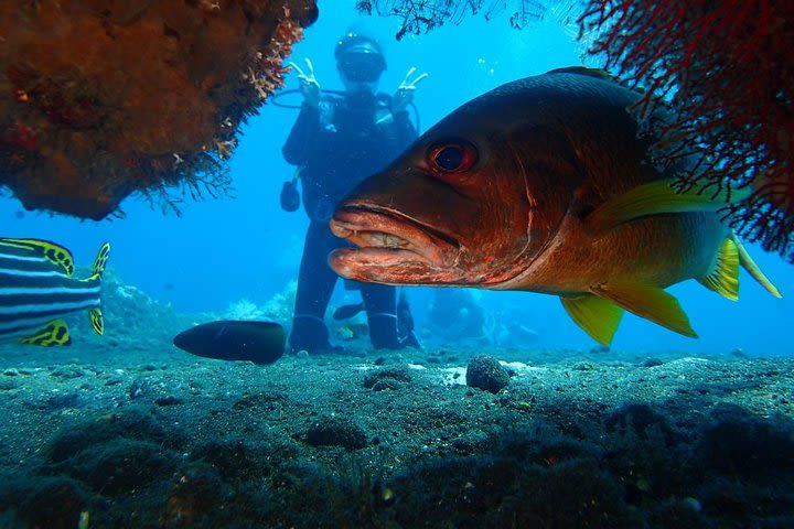 Tulamben USAT Liberty Shipwreck Scuba Dive Adventure image