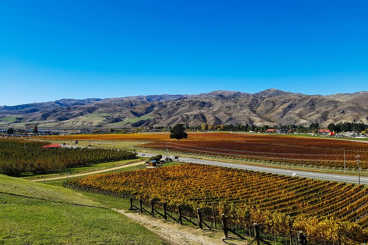 THE TIGER TOUR - Full-Day Guided Wine Tour of the Central Otago Wine Region. image