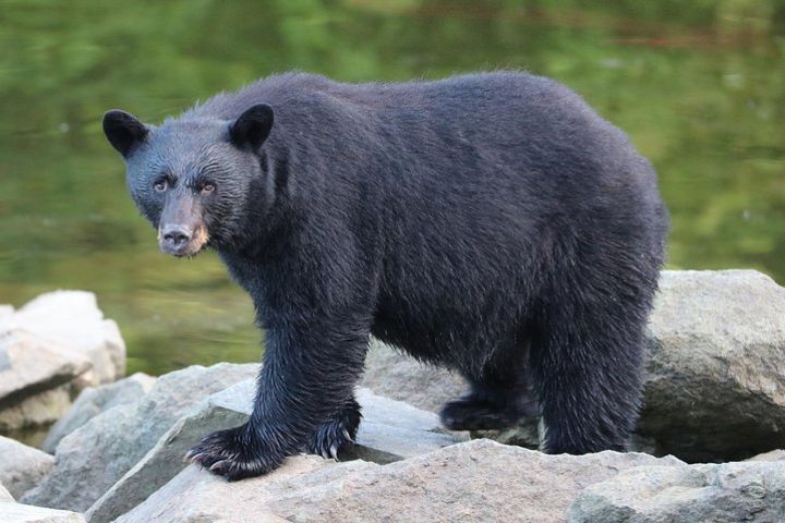 Private 2.5 hour Potlatch Park, City & Wildlife Tour image