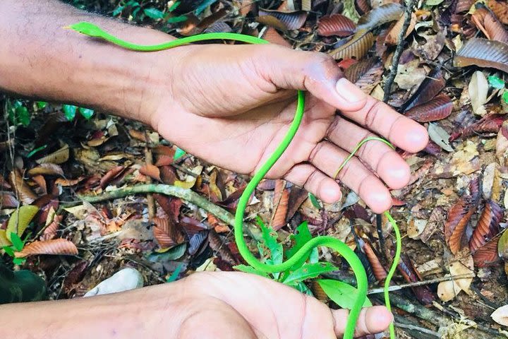 Explore Singharaja Forest Reserve (mirissa/weligama & Galle) image