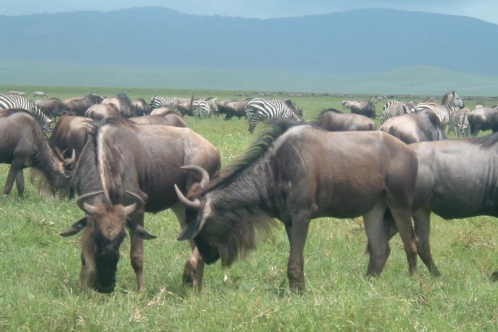 Ngorongoro Crater Highlands and Lake Manyara with 3 days lodge safari extra image