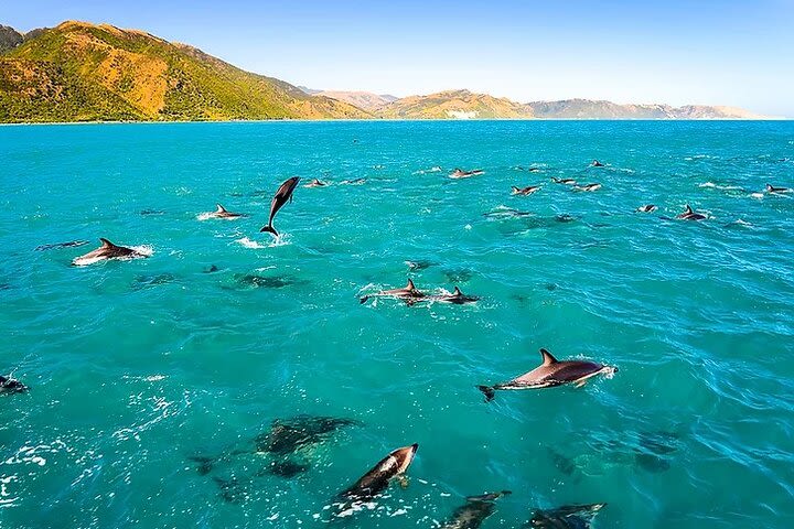 Private Charter Snorkel Adventure on Navy SEAL Speed Boat..! image