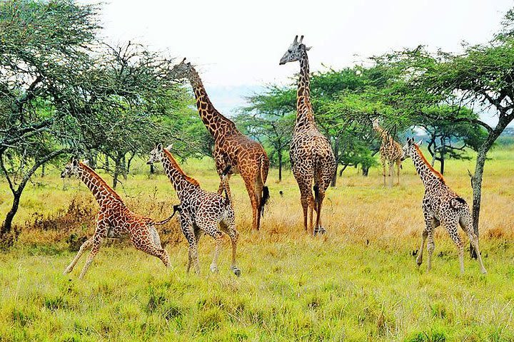 2 Days Akagera National Park Safari  image