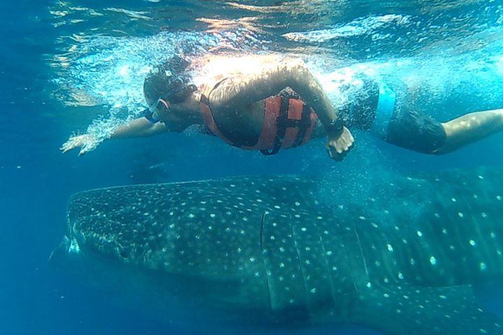 Swim with Whale Sharks in Cancun image