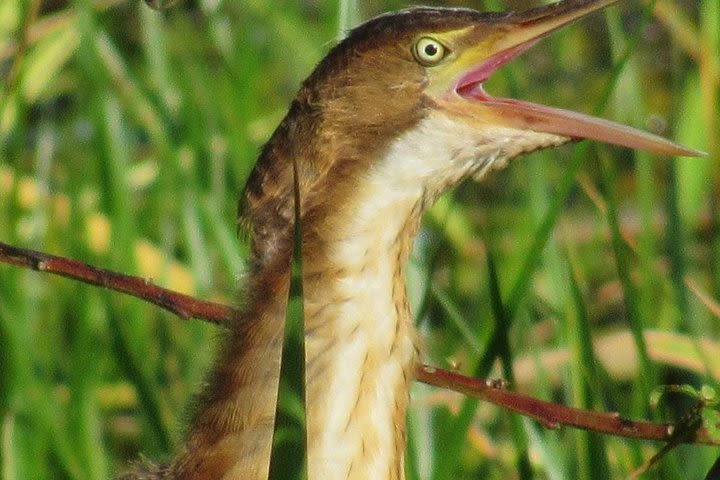 Birding Pipeline Road image