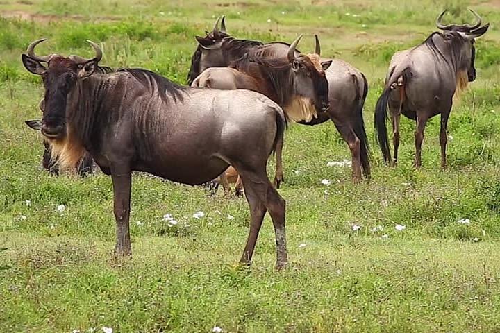 Safari Tour of Pilanesberg Nature Reserve image