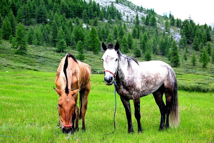 Horse Trekking in Khovsgol Lake NP-11 Days image