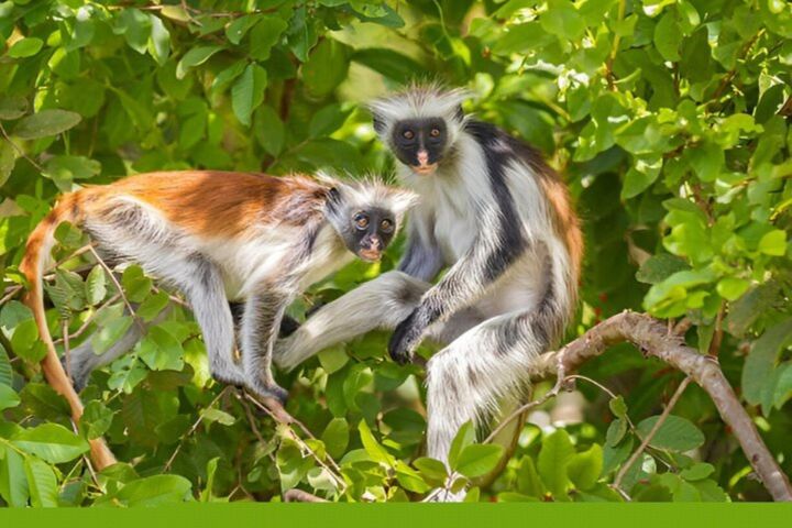 Zanzibar Forest & Stone Town Tour image