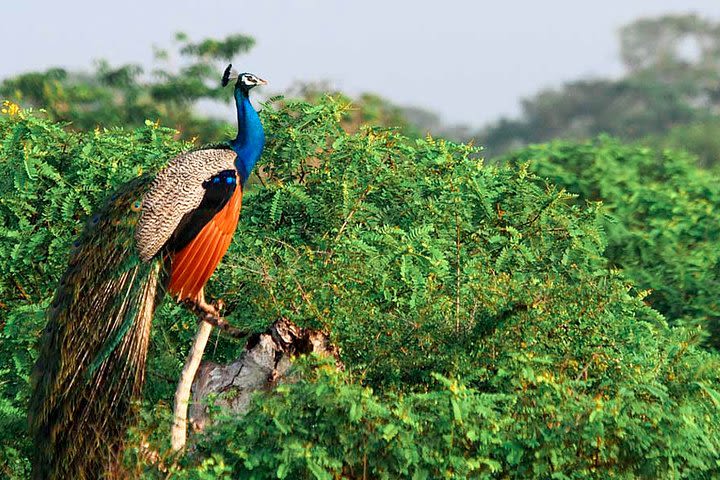 Yala National Park Safari from Udawalawe image