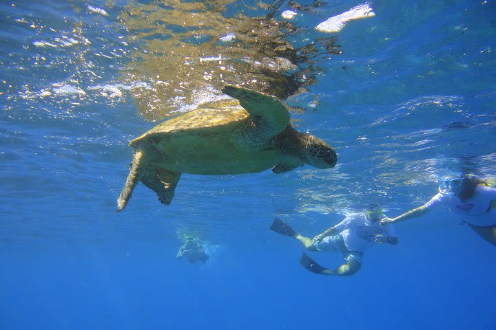 West Maui Snorkeling Experience by Boat from Ka'anapali image