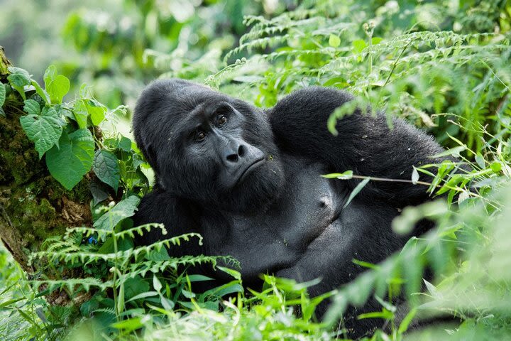 5-Days Mountain Gorillas, Batwa & Queen Elizabeth National Park Adventure image