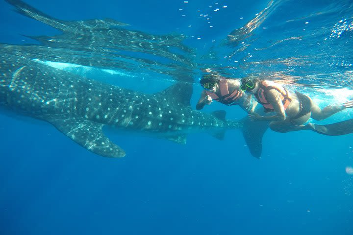 Exciting Swim with Whale Sharks Tour image