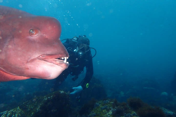 Let's enjoy Scuba diving in Izu Oceanic park Izu Peninsula for certificate Diver image