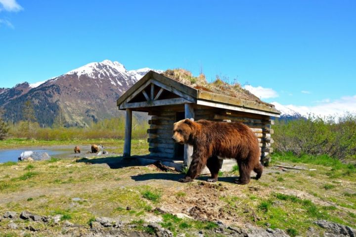 Anchorage to Seward Cruise Transfer/Tour - Greatland Adventures image