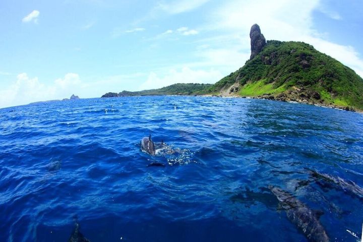 Fernando de Noronha Boat Tour image