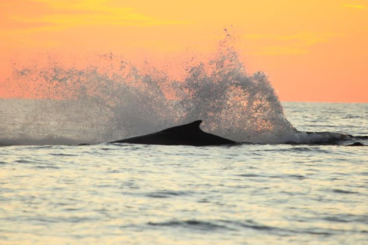 Whale-Watching Sunset Cruise in Los Cabos image