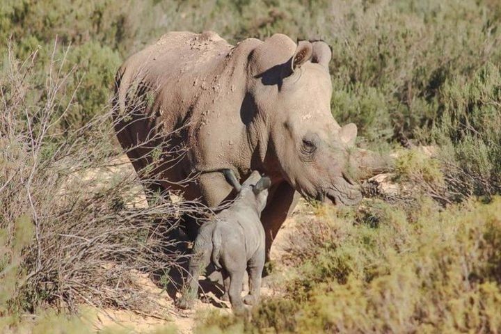 Wildlife and Safari Tour image