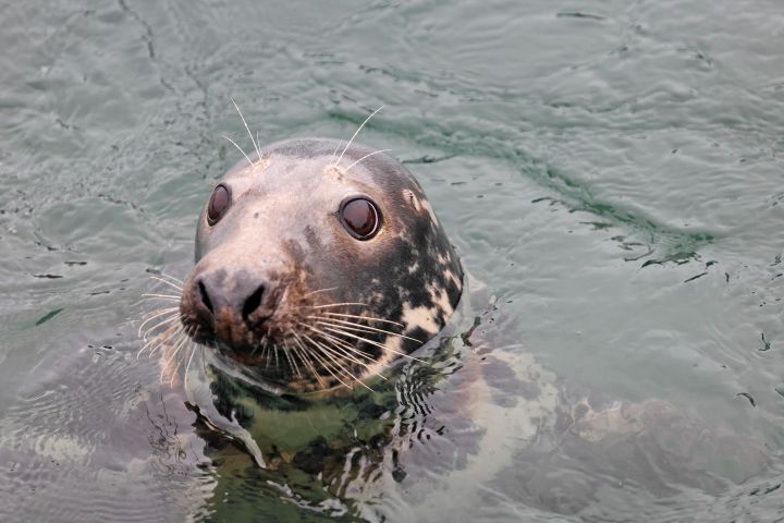 Kinsale Cruise, Kinsale ( 50 minutes) image